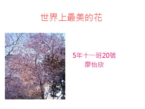世界上最美的花(精)