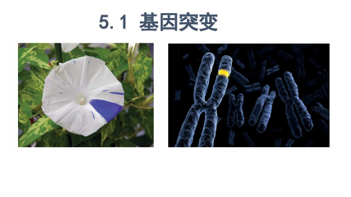 基因突变课件-高中生物片段教学优质课件