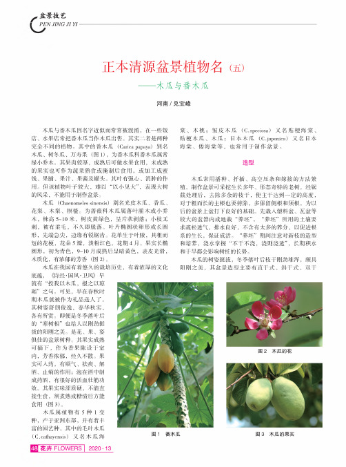 正本清源盆景植物名(五)——木瓜与番木瓜