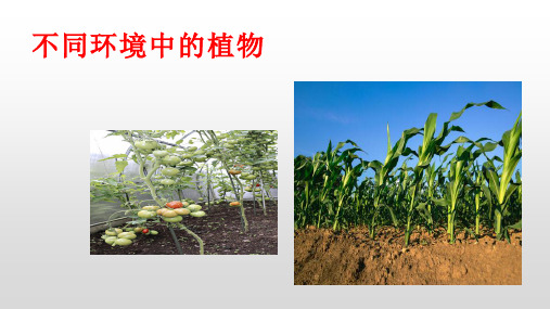 青岛版科学四年级下册《不同环境中的植物》课件