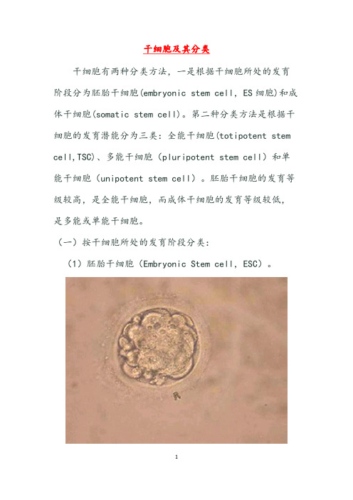 生物人教版高中选修3 现代生物科技专题干细胞及其分类