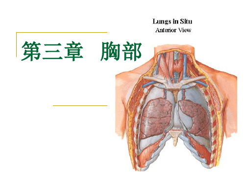 胸部解剖