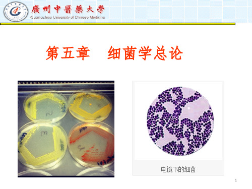 细菌学总论PPT课件