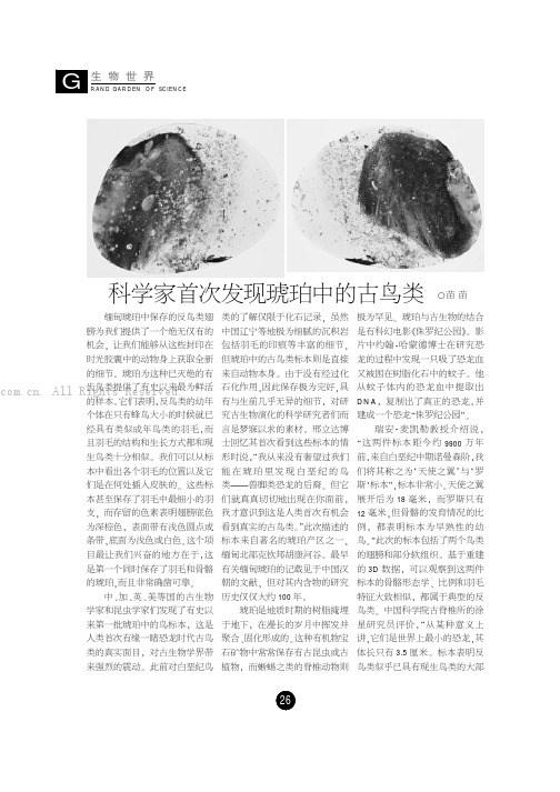 科学家首次发现琥珀中的古鸟类