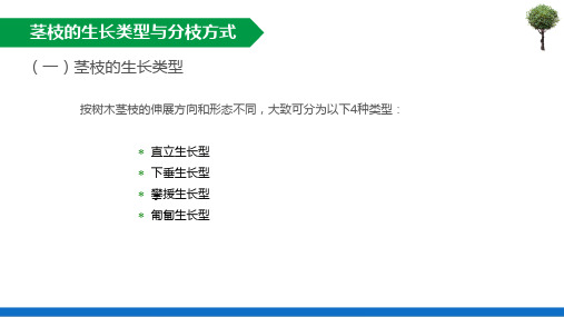 园林树木各器官的生长发育—茎枝的生长