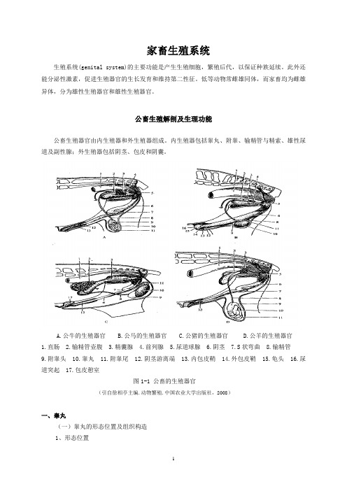 家畜生殖系统