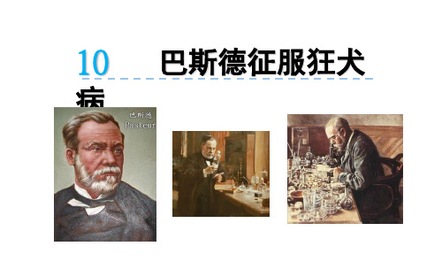 语文版四下10《巴斯德征服狂犬病》1