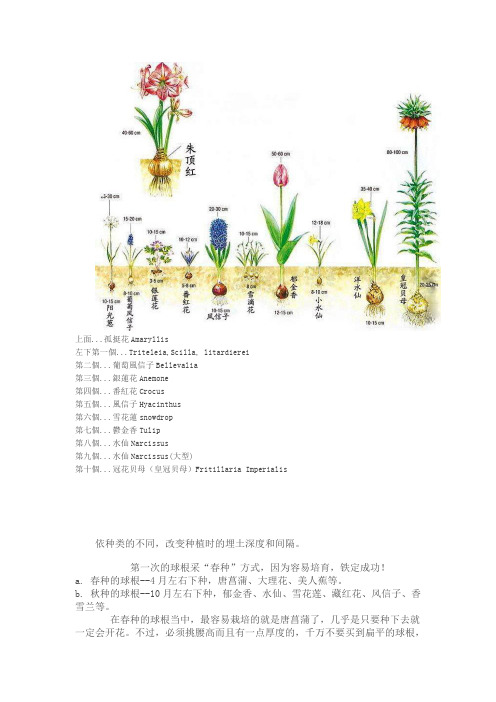 球根种植详解