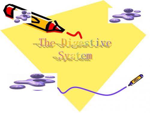 消化--The Digestive System