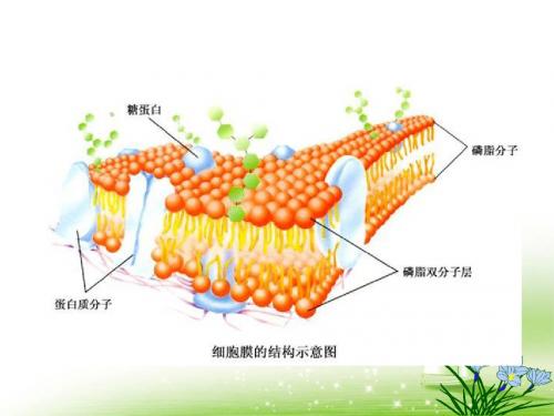 4.1-物质跨膜运输的实例