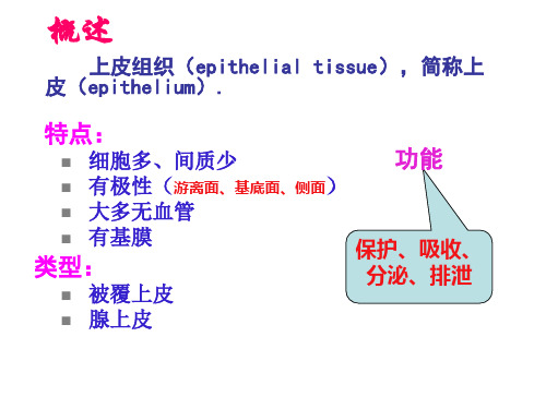 组织学上皮组织