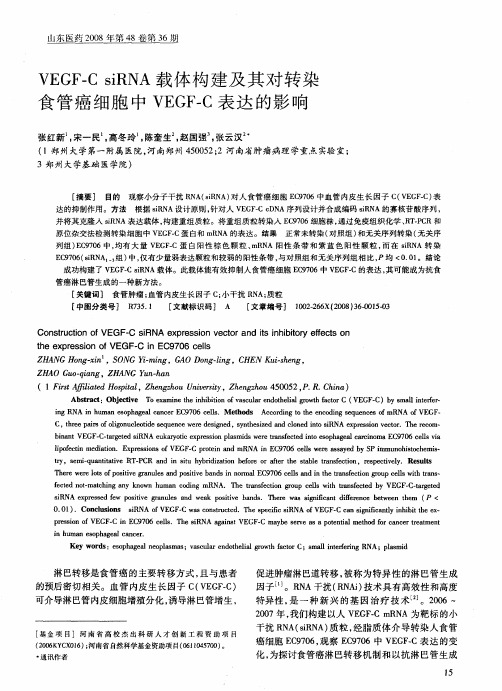 VEGF-C siRNA载体构建及其对转染食管癌细胞中VEGF-C表达的影响