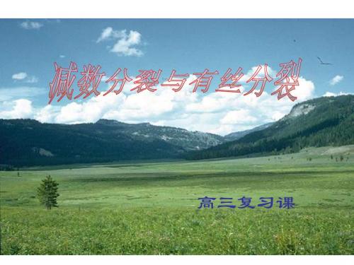 高二生物有丝分裂与减数分裂专题