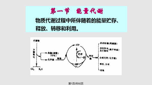 第七章能量代谢与体温调节PPT课件