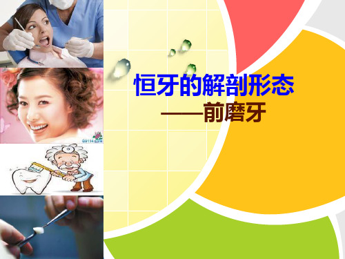 口腔解剖生理学――4恒牙的解剖外形前磨牙PPT课件