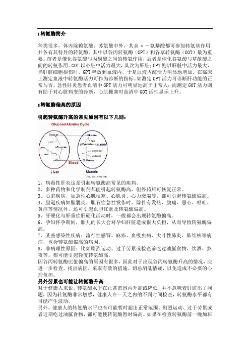 转氨酶升高一定是肝炎么？科普小常识