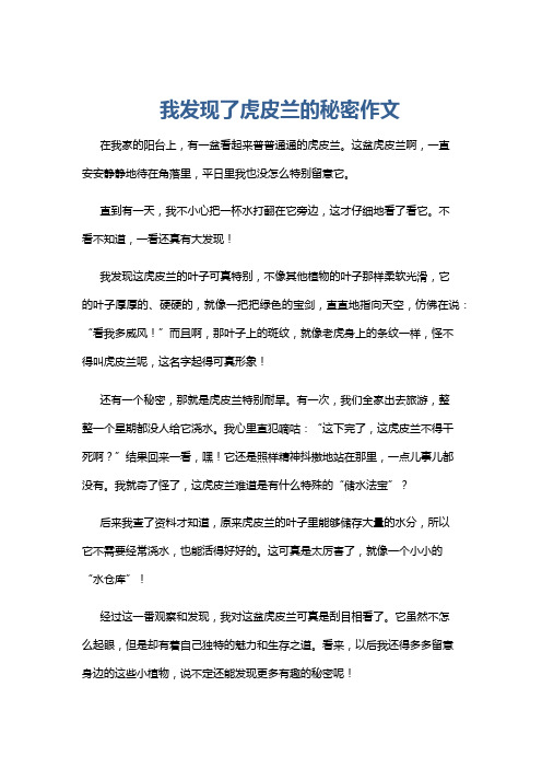 我发现了虎皮兰的秘密作文