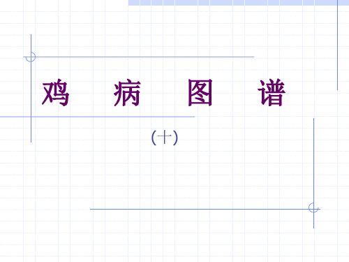 鸡病图谱(10)