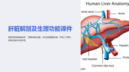 《肝脏解剖及生理功能课件》