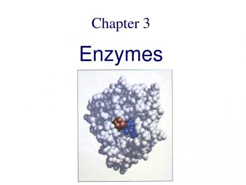 生物化学英文课件-酶