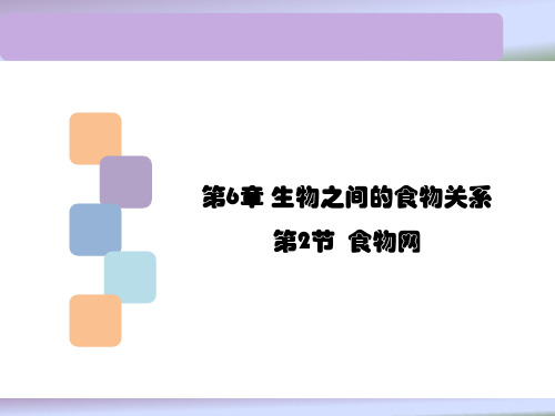 苏科版生物七年级上册 3.6.2 食物网 课件 