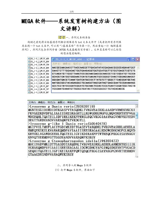 MEGA软件——系统发育树构建方法