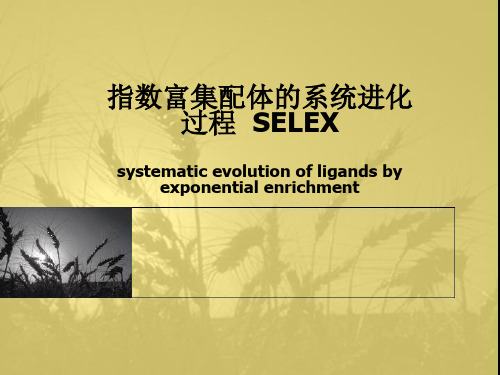 SELEX 技术-指数富集配体的系统进化过程