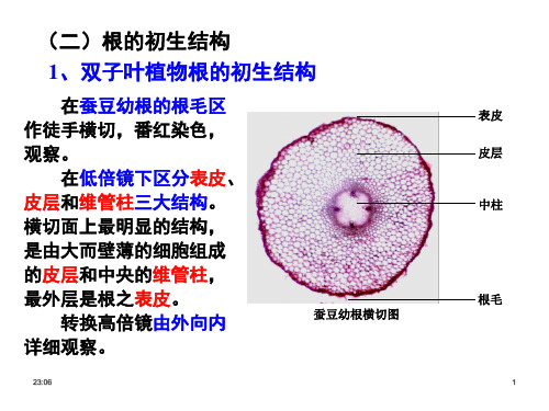 植物学实验 根茎的初次生长