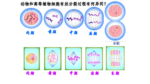 高中生物必修一课件有丝分裂3实验