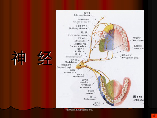 口腔颌面部系统解剖血管神经