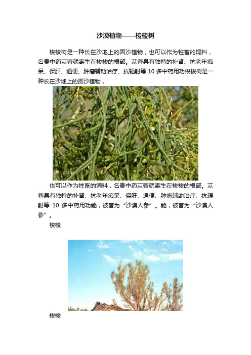 沙漠植物——梭梭树