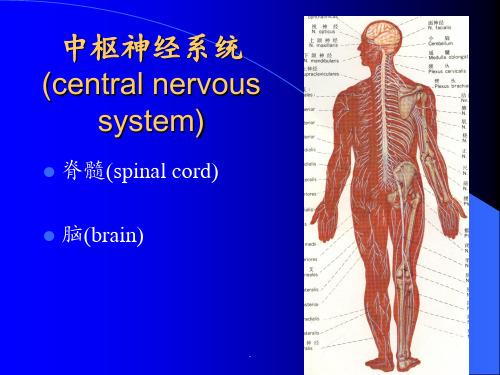 4.端脑PPT课件