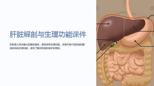 《肝脏解剖与生理功能课件》