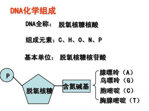 DNA分子的结构及复制