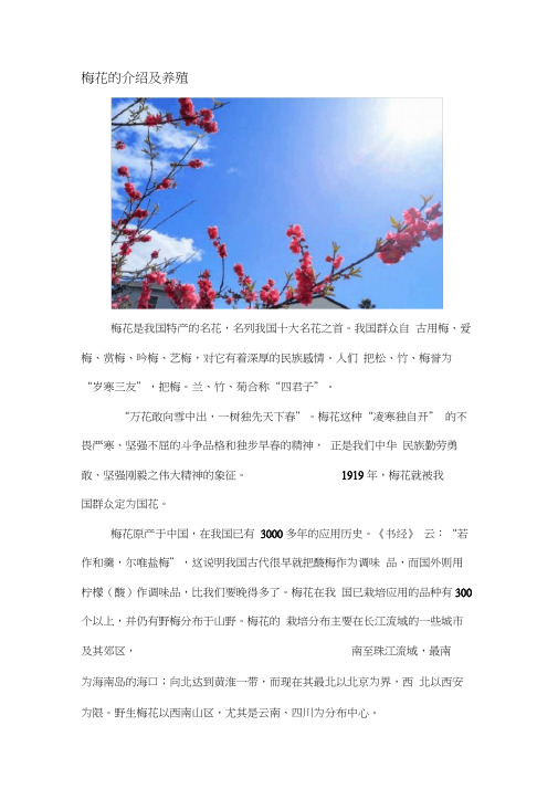 梅花的介绍及养殖