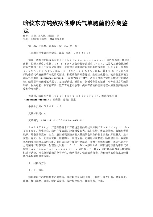 暗纹东方纯致病性维氏气单胞菌的分离鉴定