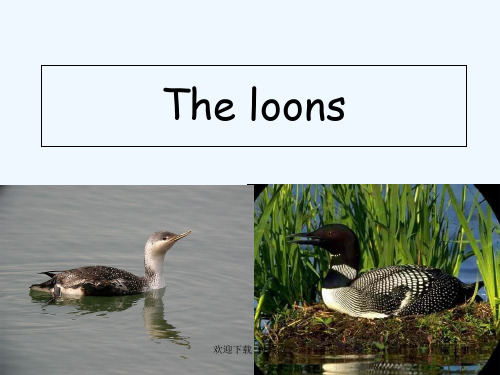 分析The_loons(最新)