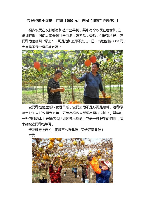 农民种瓜不卖瓜,亩赚8000元,农民“脱贫”的好项目