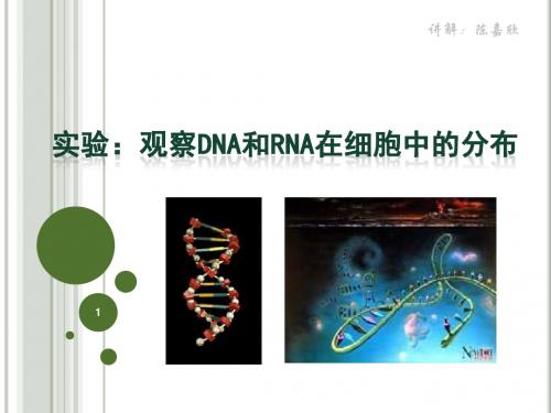 《观察DNA和RNA在细胞中的分布》课件