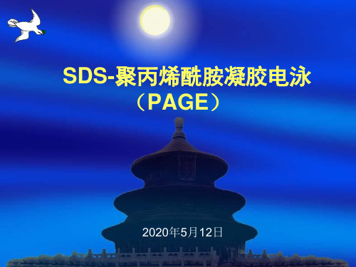 SDS-PAGE-精心总结