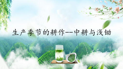 茶园土壤管理—茶园耕作技术(茶树栽培管理课件)