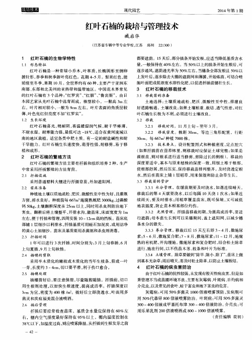 红叶石楠的栽培与管理技术