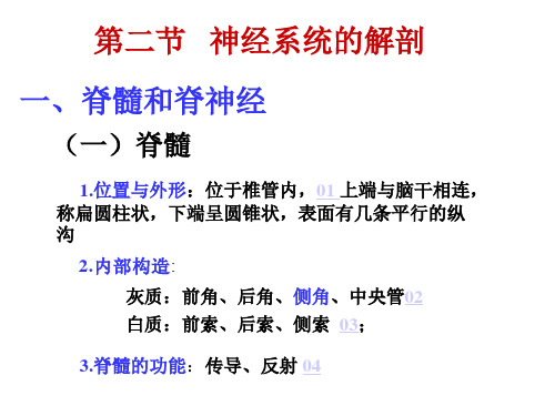 第二节 神经系统的解剖1——脊髓、脊神经