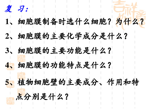 新教材人教版高中生物必修一细胞器——系统内的分工合作