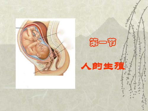 苏科版生物八年级上册 7.21.1 人的生殖  课件