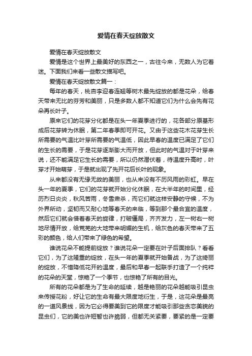 爱情在春天绽放散文