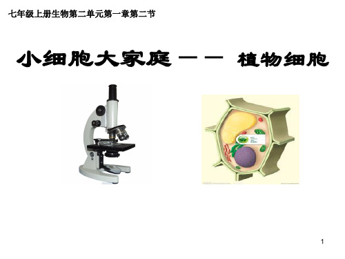 1-2植物细胞(课件)人教版生物七年级上册