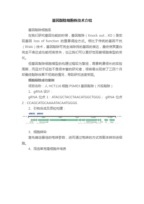 基因敲除细胞株技术介绍