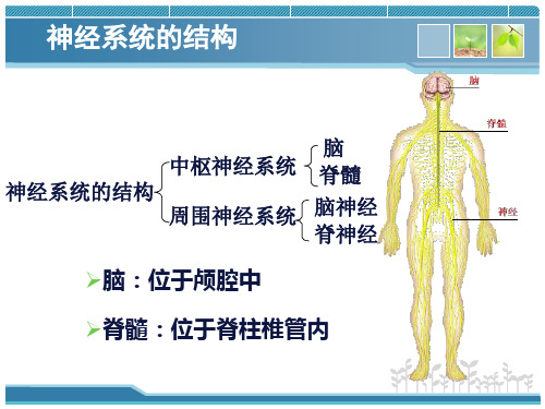 四脑的高级功能