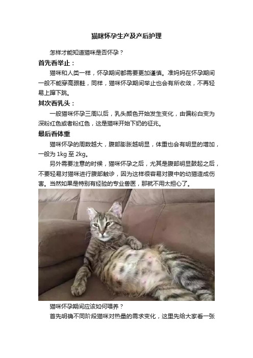 猫咪怀孕生产及产后护理